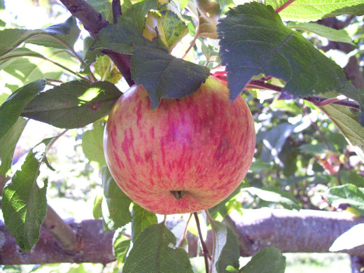 The Farr Orchard is an organic apple orchard in Troy, Maine specializing in rare and heirloom varieties
